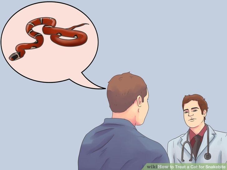 aid5006170-728px-Treat-a-Cat-for-Snakebite-Step-12