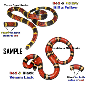 Coral Small Poisonous Snake